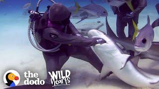 Building Trust with Sharks