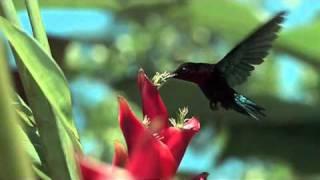 The Beauty of Nature